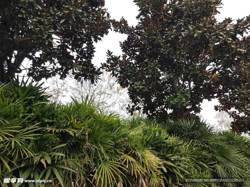 繁茂绿植与树木景观