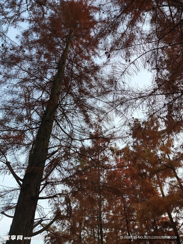 秋日树林仰视景象