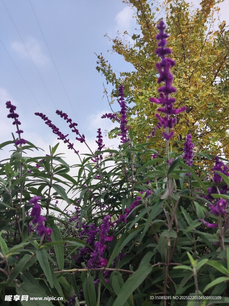 紫色花卉与绿叶相映成趣