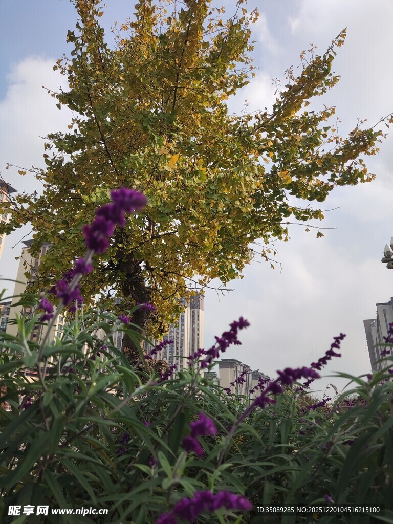 秋日繁花与黄叶景观