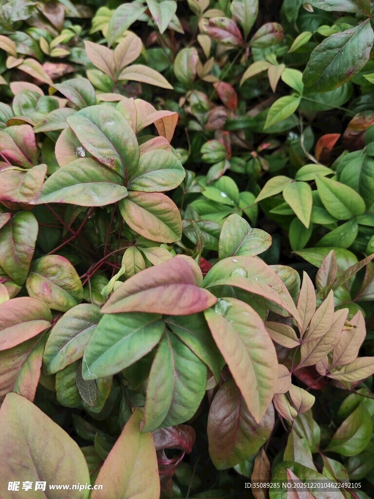 多彩斑斓的植物叶片