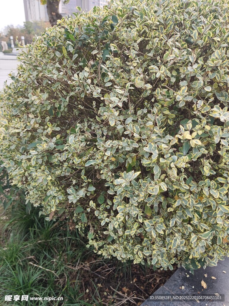 绿叶繁茂的灌木植物