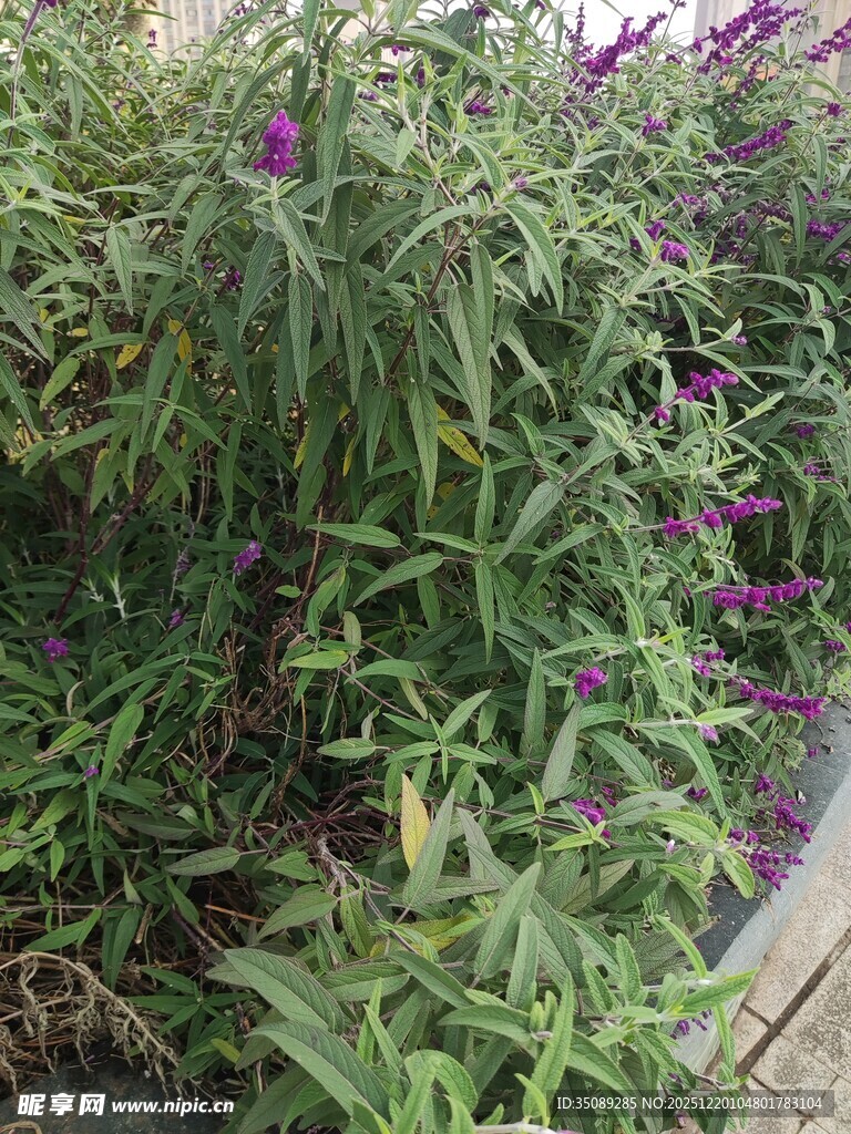 紫色花卉绿植景观