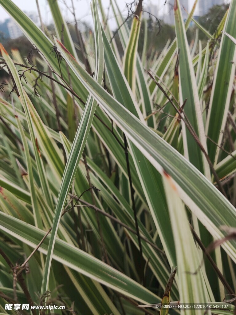 条纹叶片的绿色植物