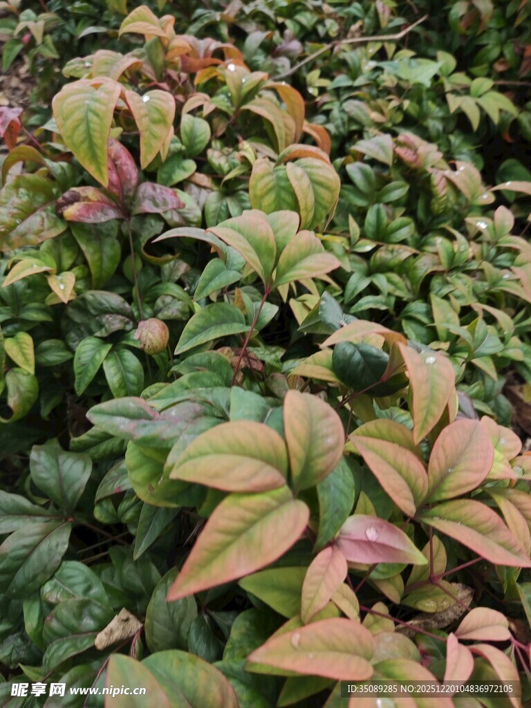 多彩斑斓的植物叶片