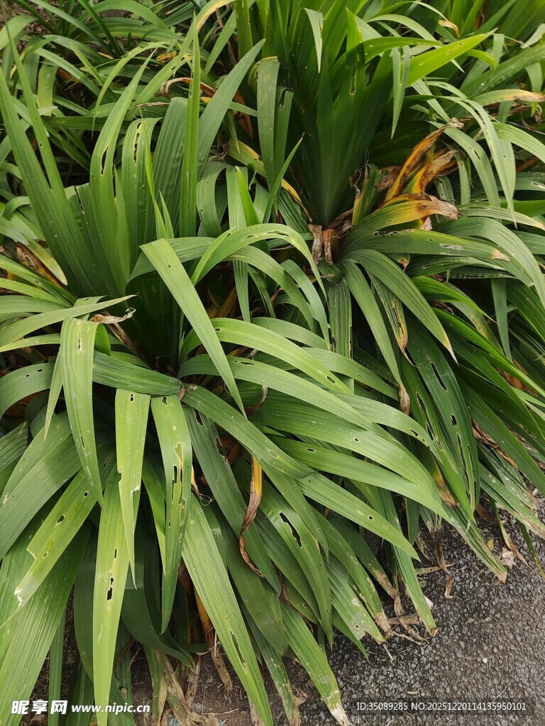 翠绿繁茂的阔叶植物