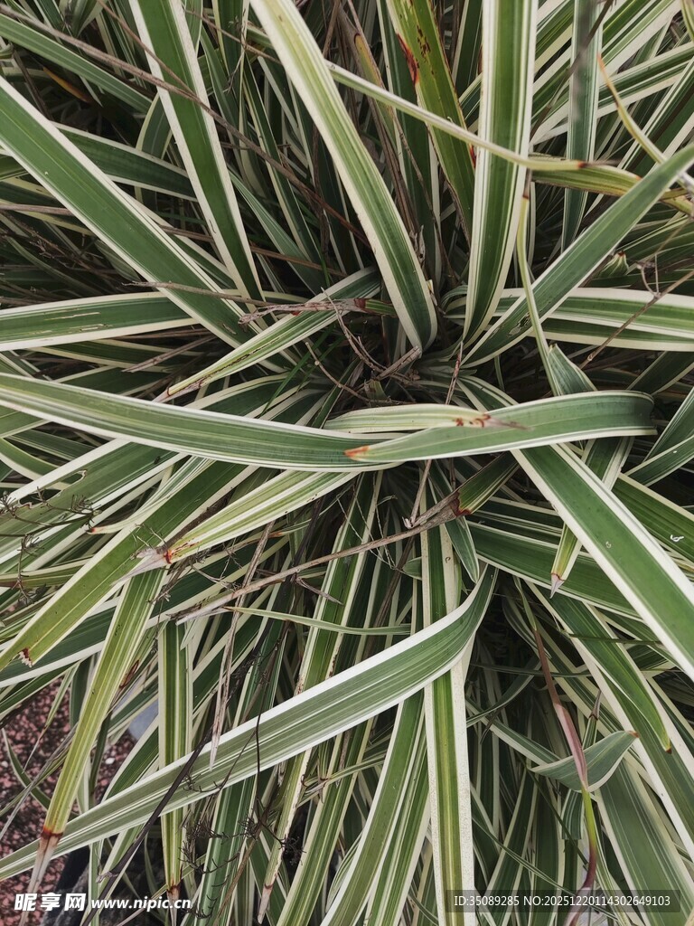 条纹绿叶植物特写