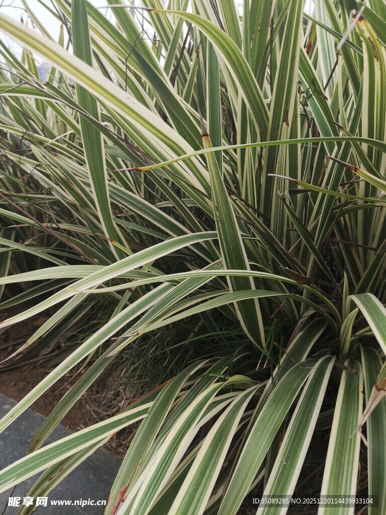 翠绿细长的丛生植物