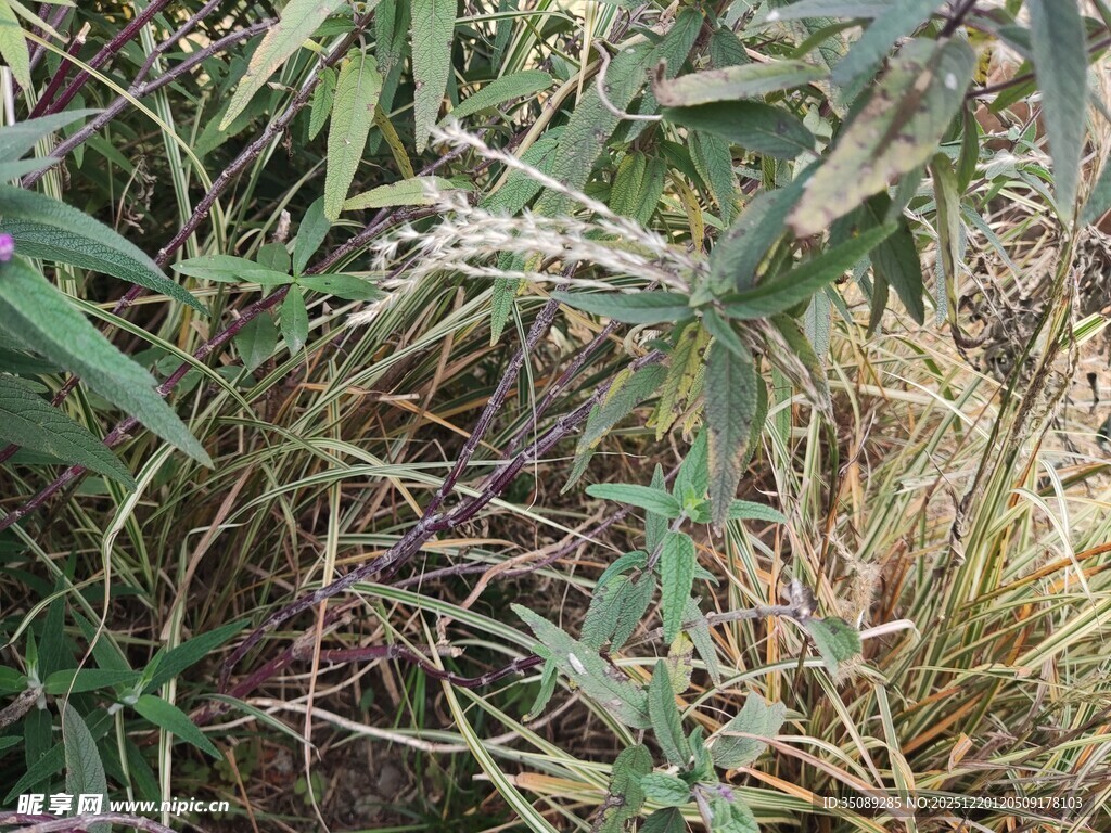 野外丛生的绿色植物