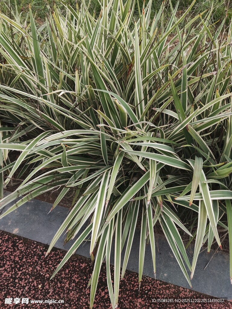 金边麦冬植物景观