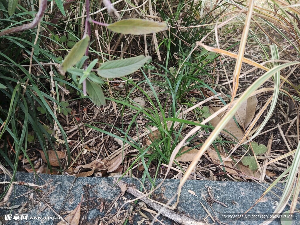 草丛中的绿色叶片