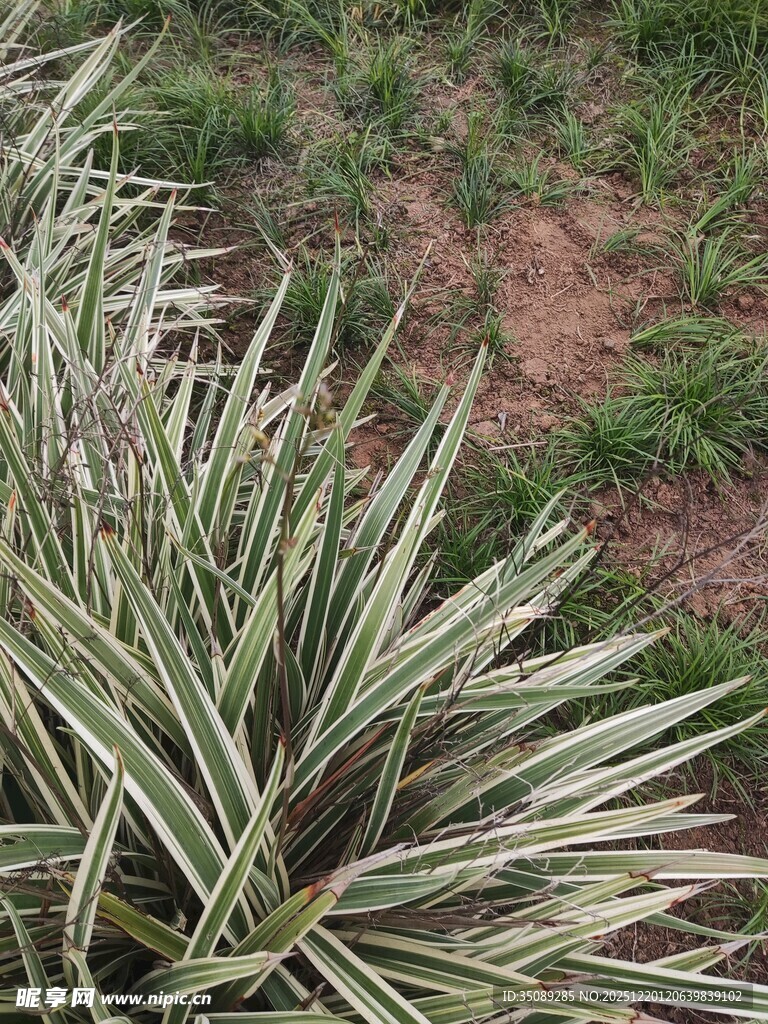 银边龙舌兰植物特写