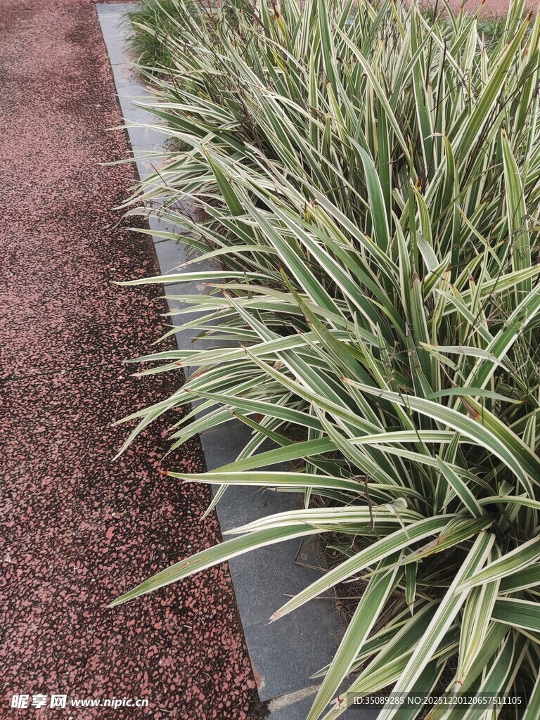 金边麦冬植物景观