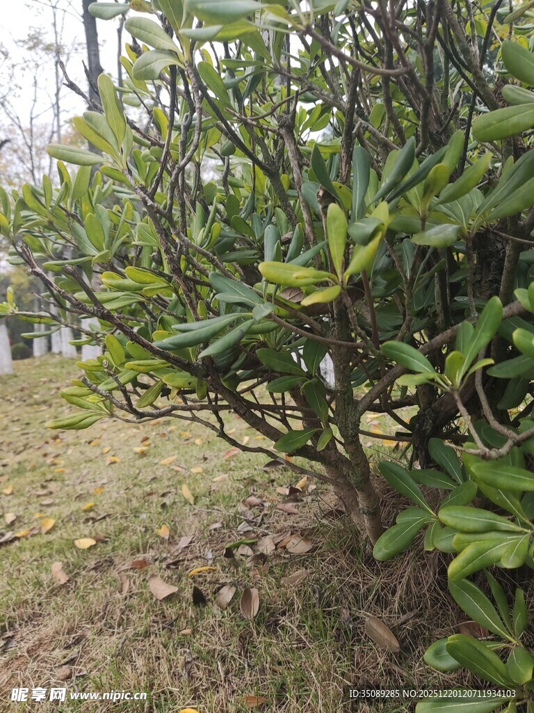 绿叶繁茂的户外灌木