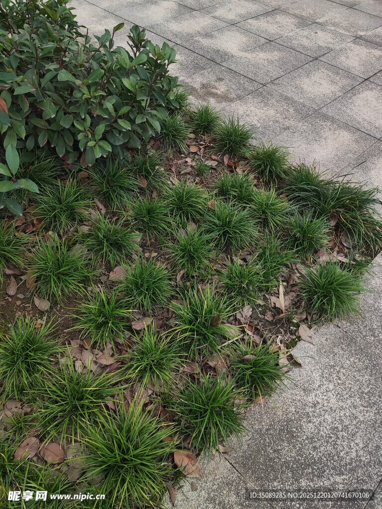 路边嫩绿小草景观