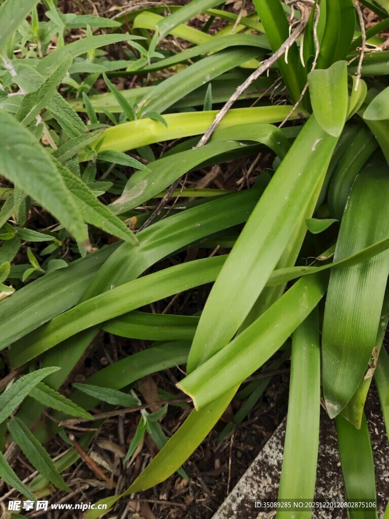 翠绿繁茂的野生植物
