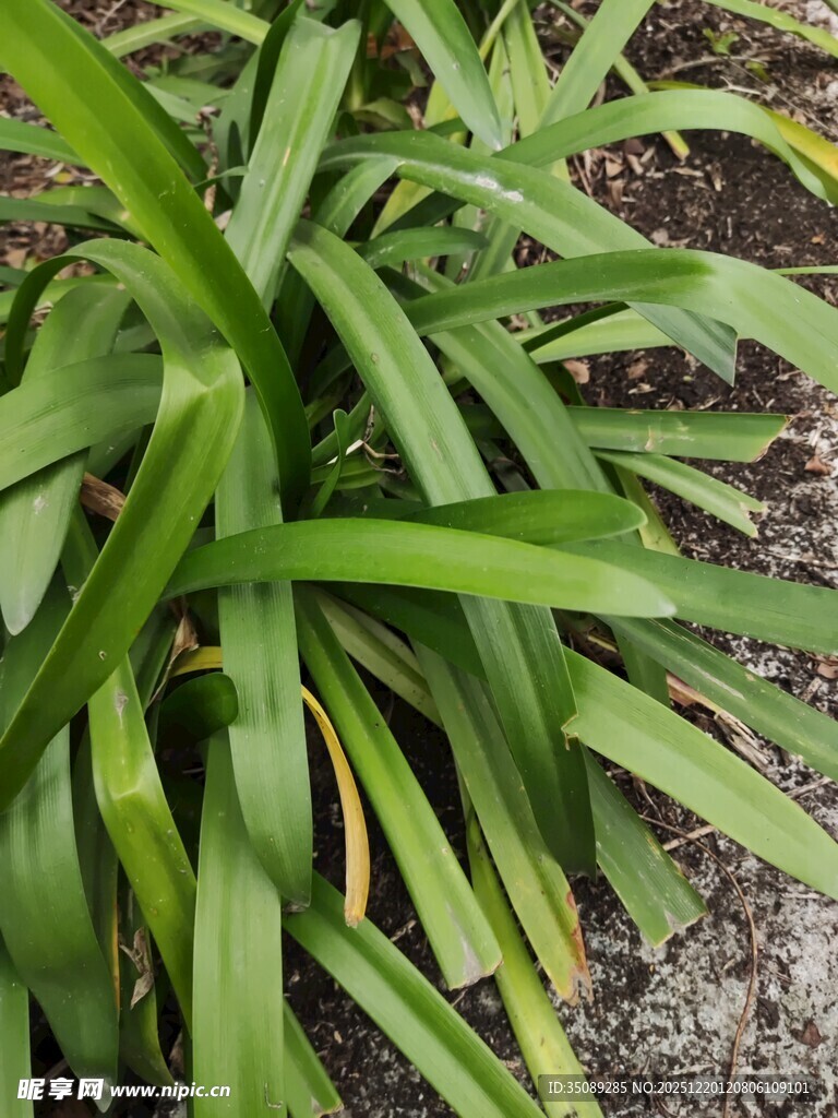 翠绿长叶植物特写