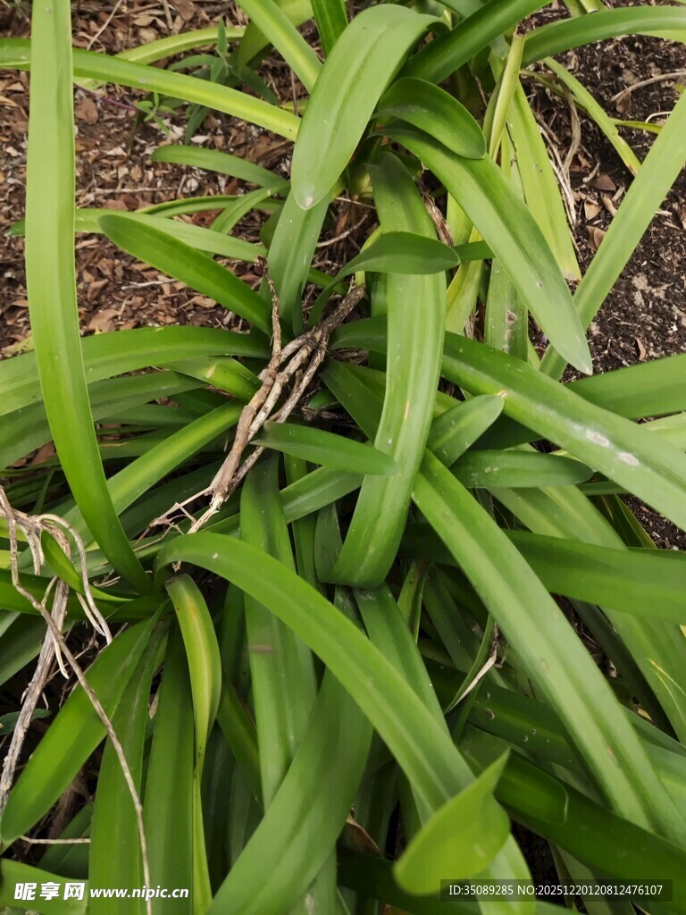 翠绿舒展的长条状植物叶片