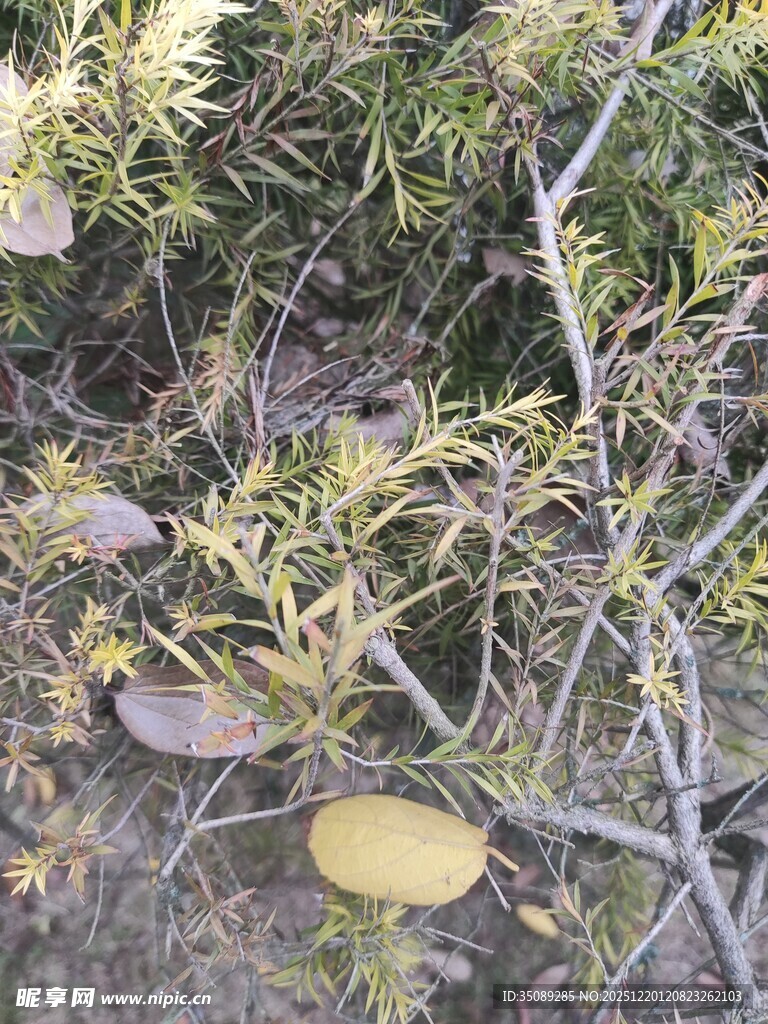 地面上的枯叶与绿植