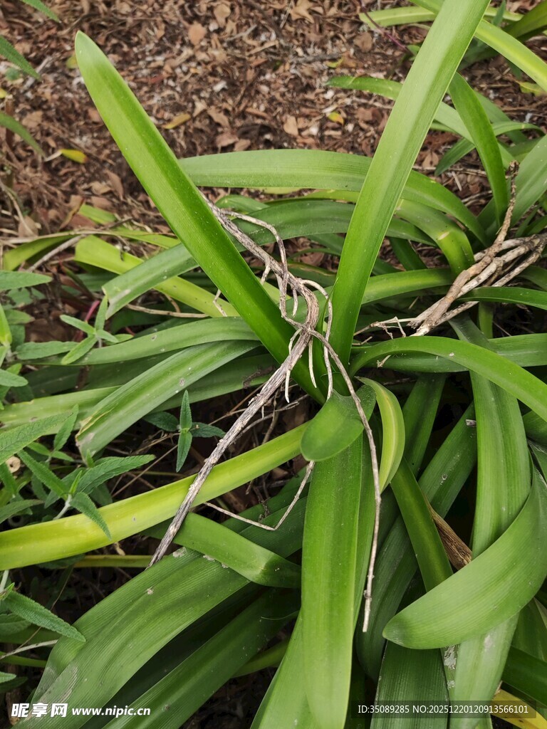 翠绿修长叶片的植物