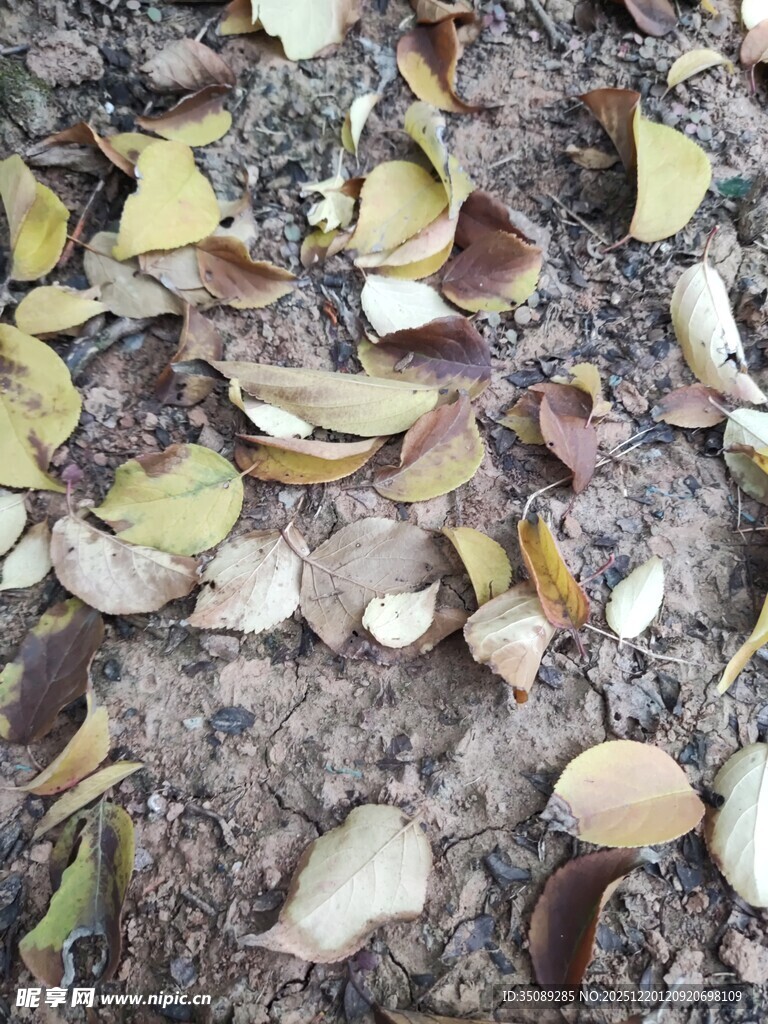 地面散落的多彩银杏叶片