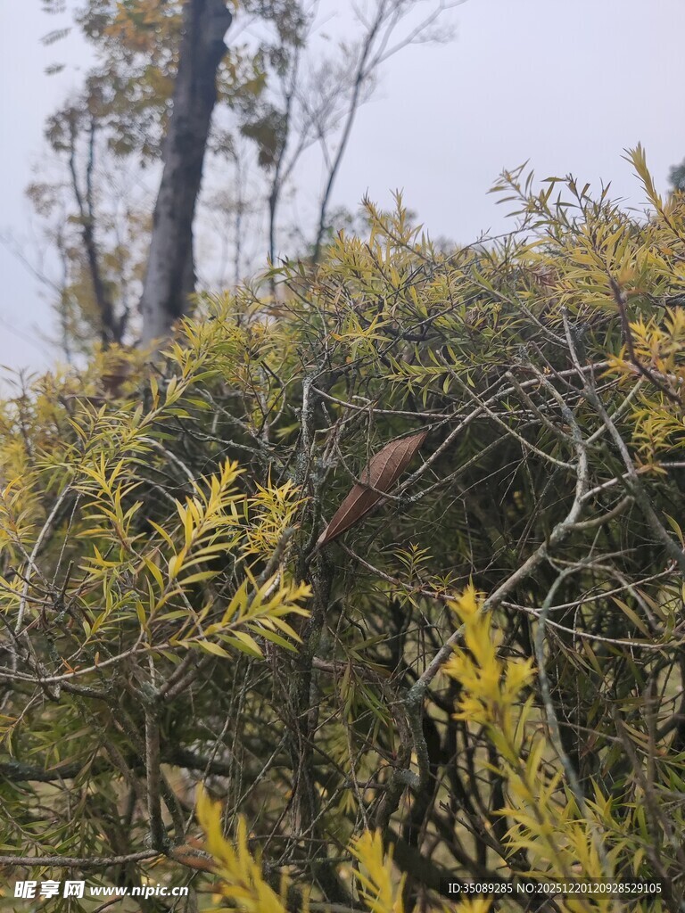 枝头黄叶展现自然景致