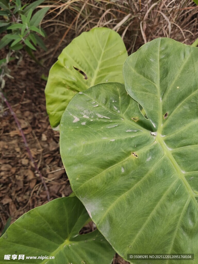 大叶片绿植特写