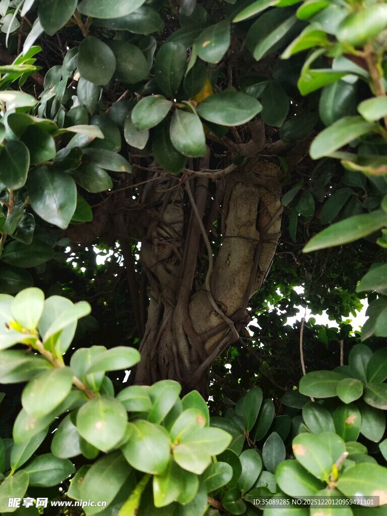 繁茂绿植中的奇特树干