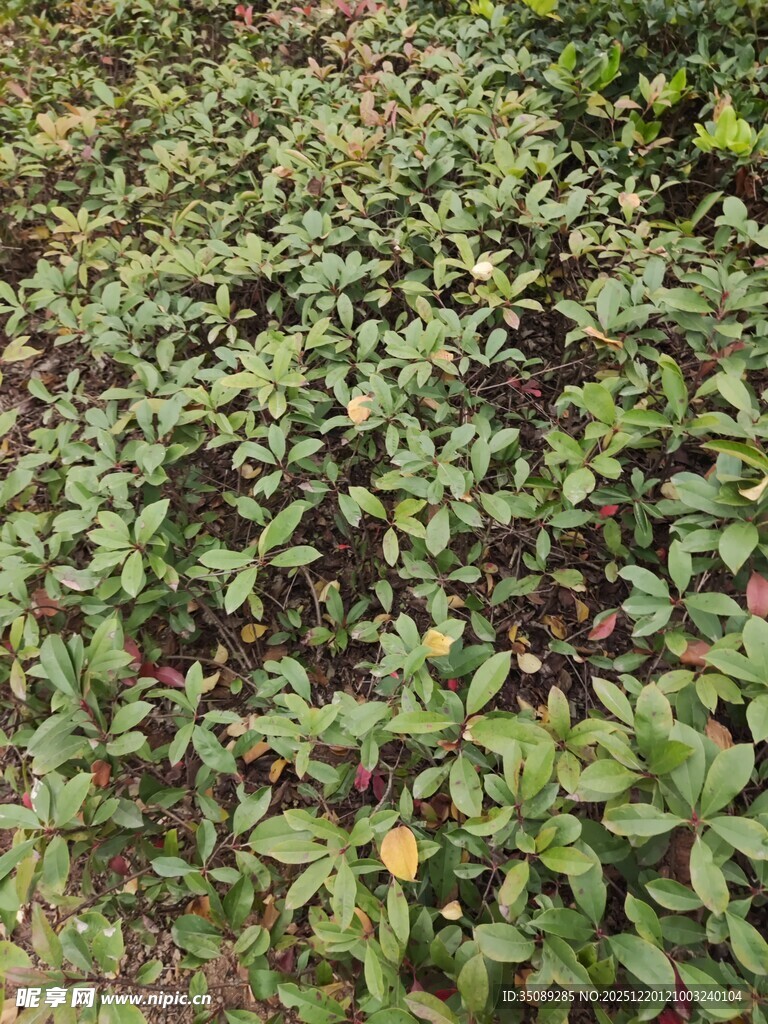 绿叶丛中一朵黄花