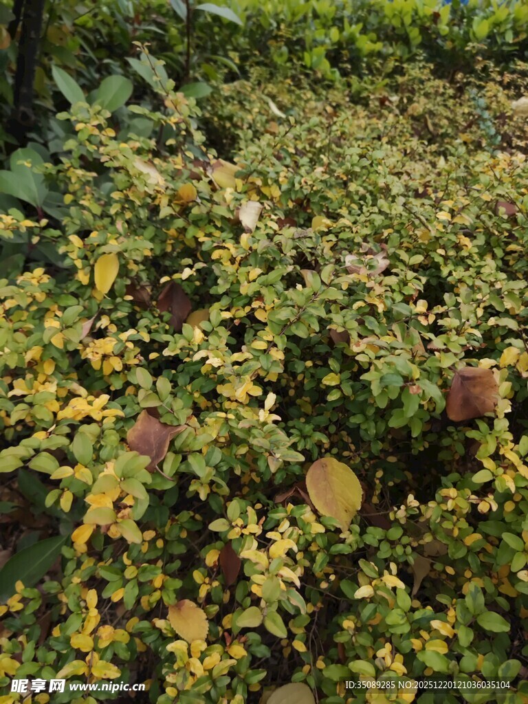 秋日斑斓灌木丛