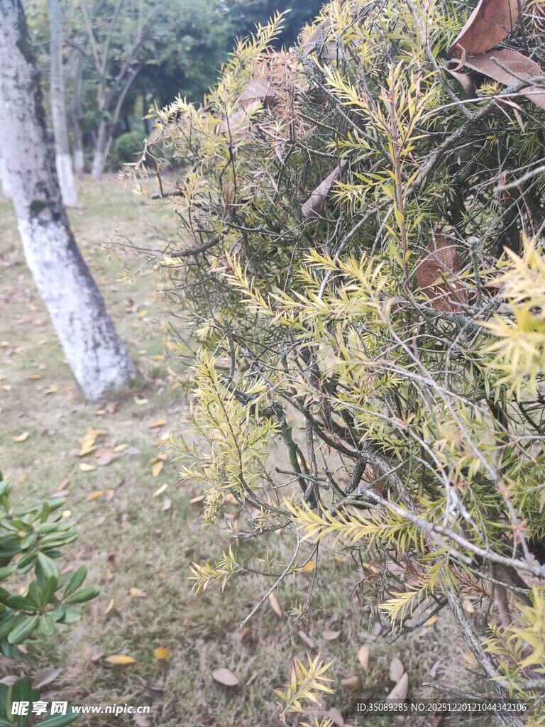 秋日林间的树木景致