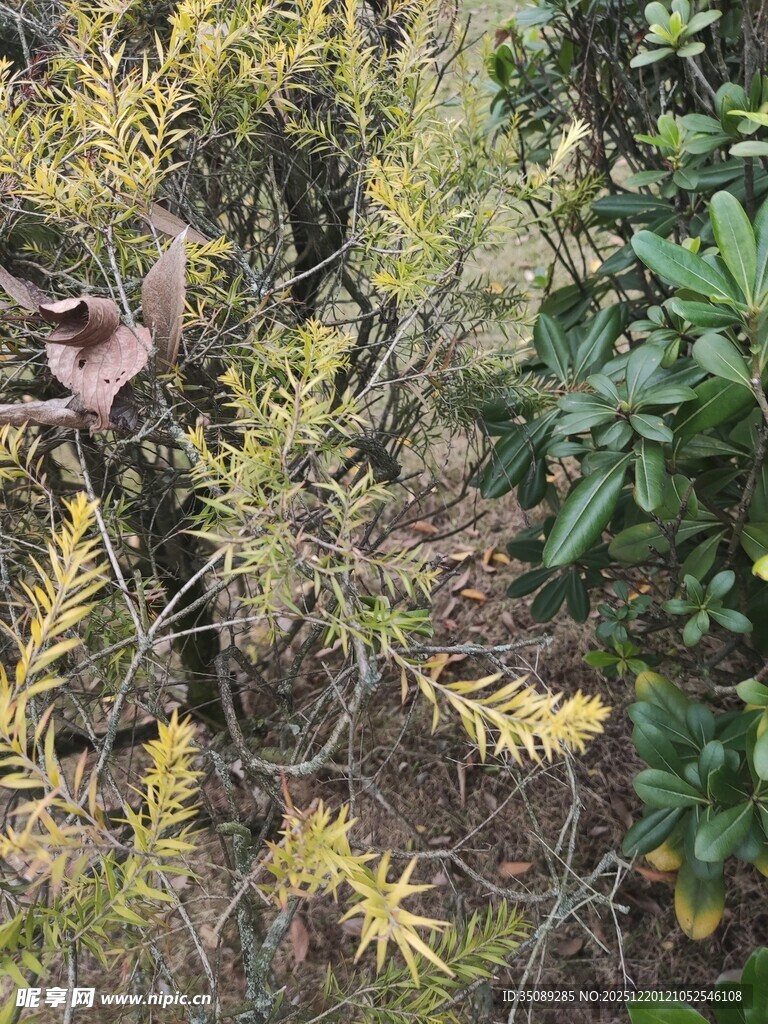 金黄枝叶的繁茂植物
