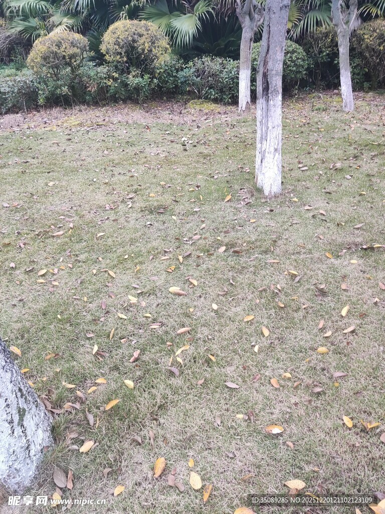 秋日草地树木景致