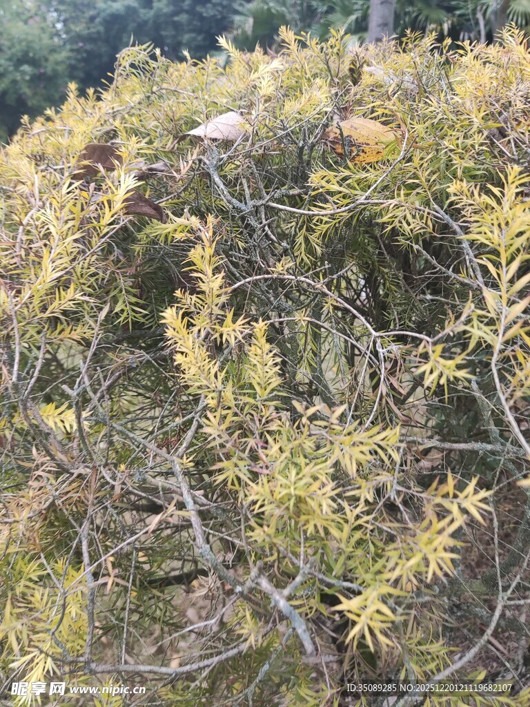 枝叶繁茂的植物景观