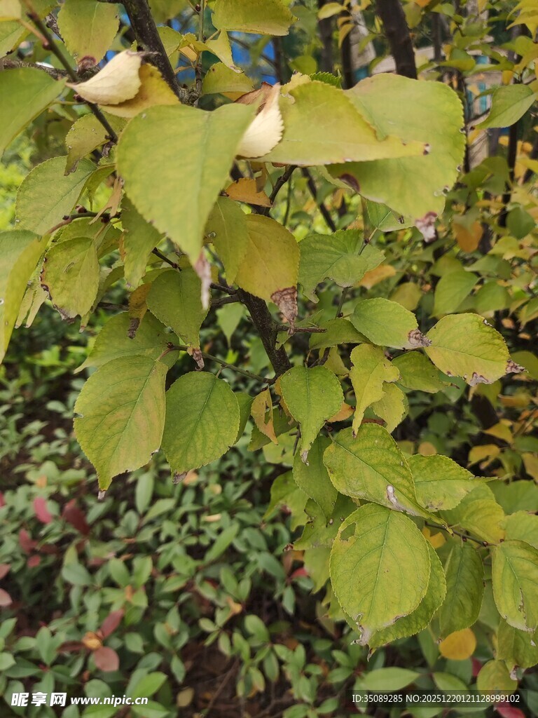 绿叶间的白色花朵