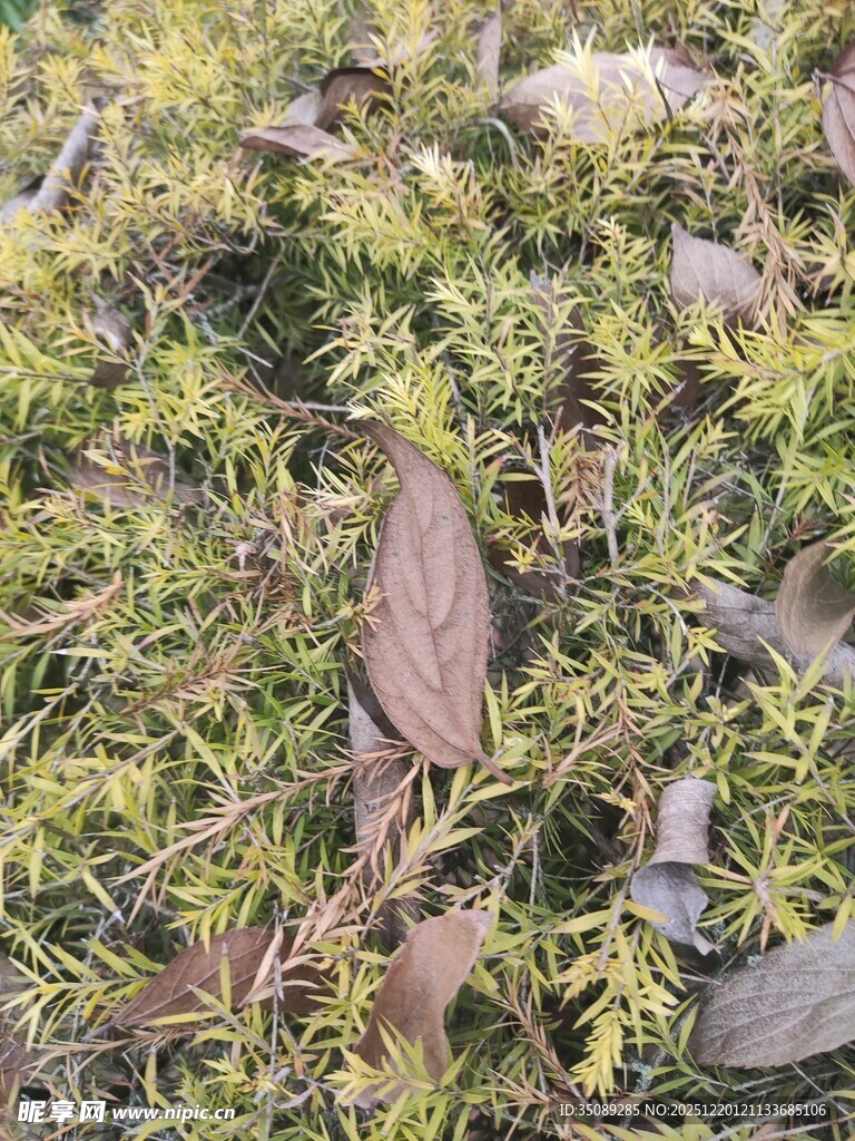 地面上的苔藓与枯叶