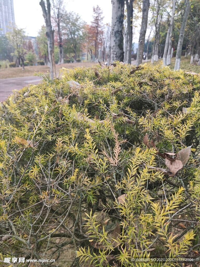 户外丛生的绿色植物