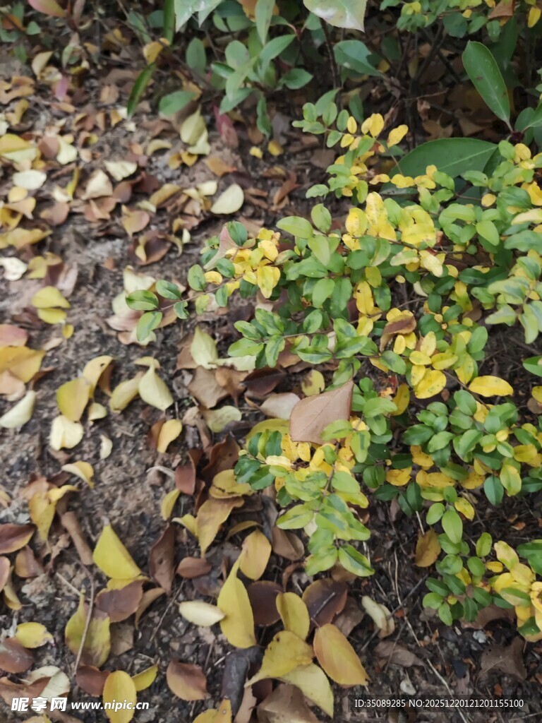 地面上的黄绿植物与落叶