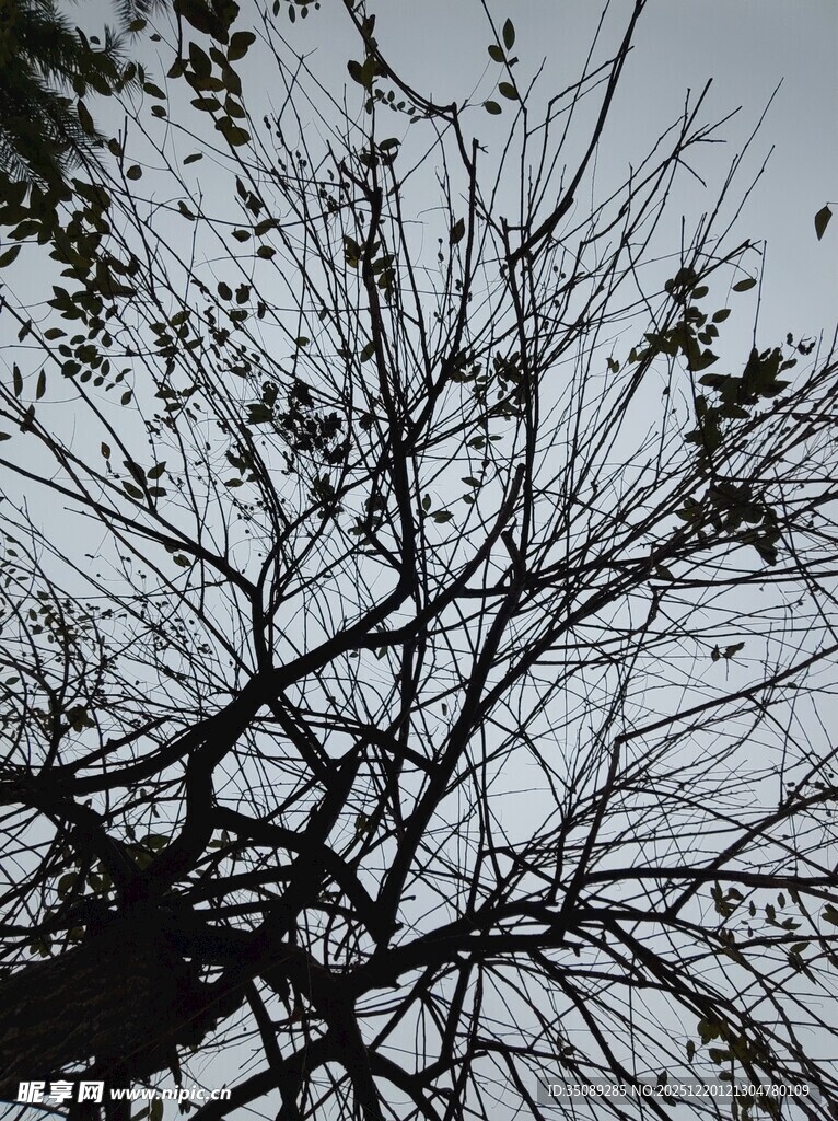 仰视光秃树枝与天空