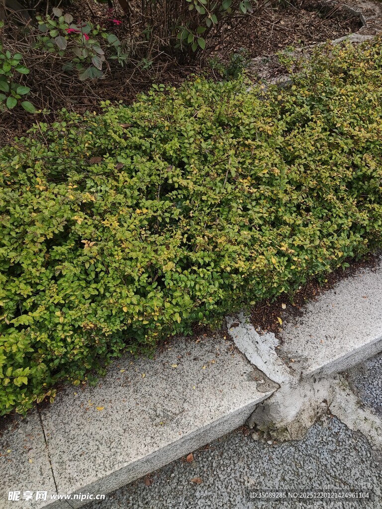 路边绿植与破损石板