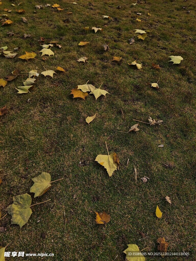 秋日草地落叶景致