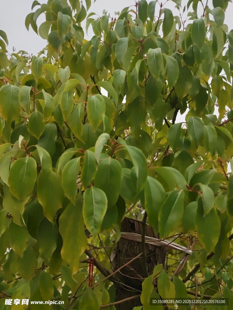 繁茂绿叶中的鸟巢