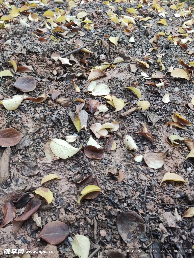 地面散落的多彩枯叶