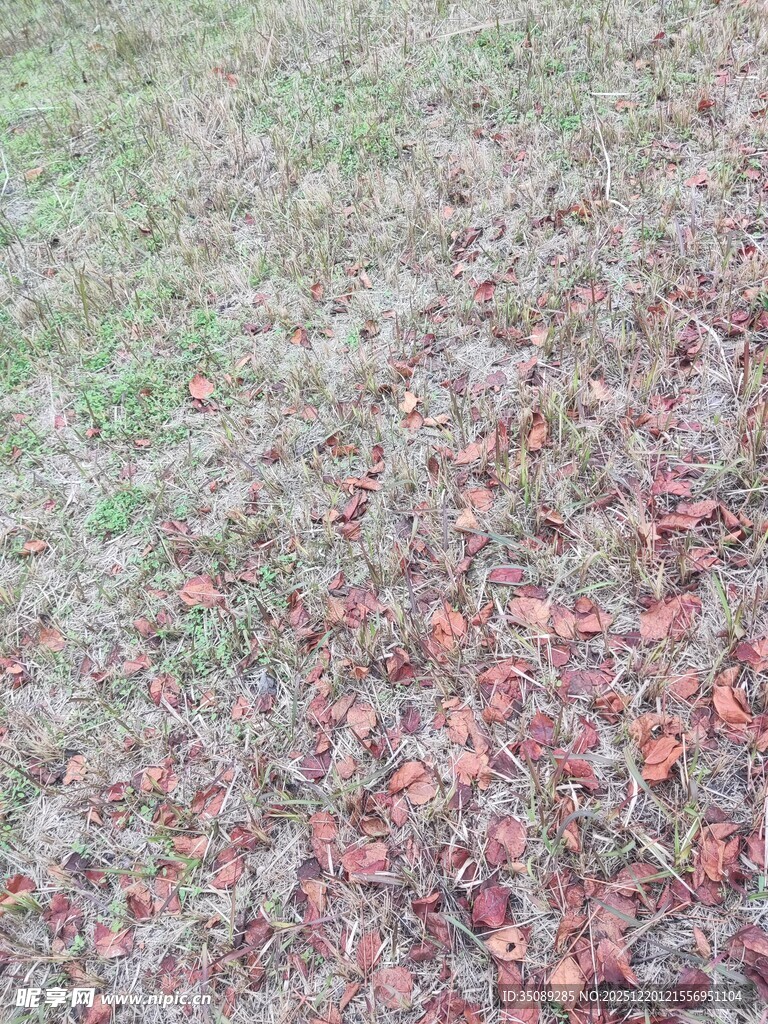 地面上的多彩落叶