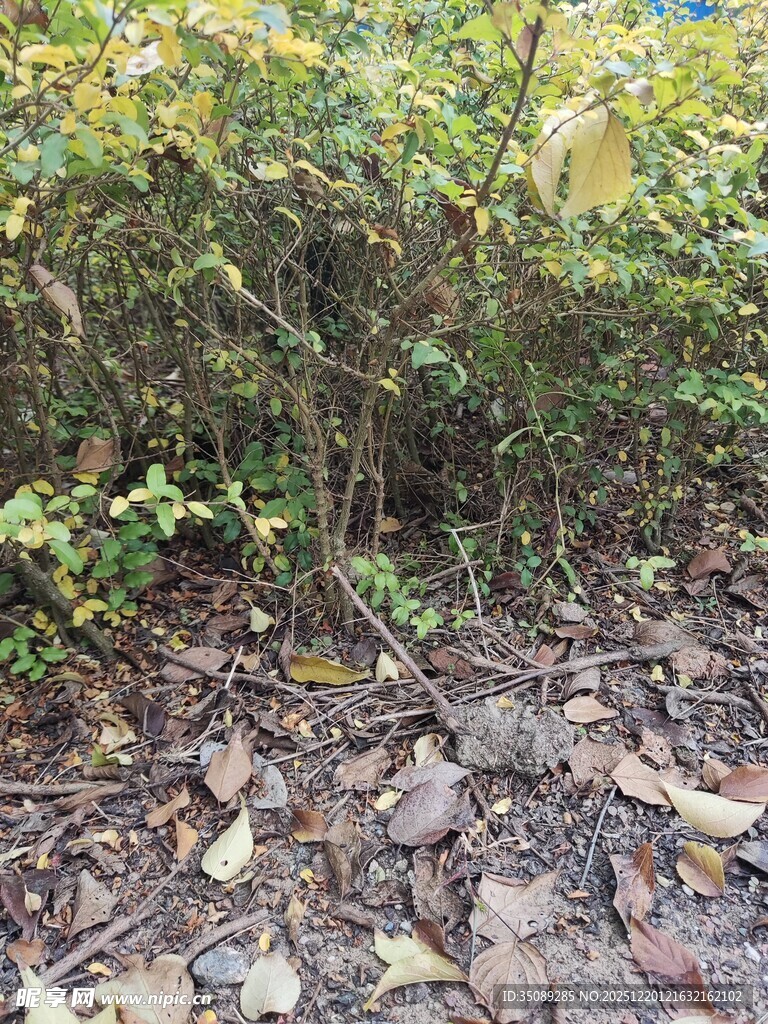 秋日林间落叶与繁茂植被