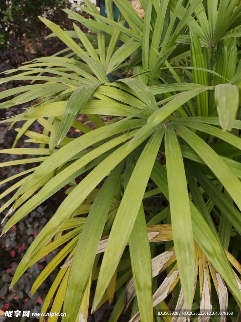 翠绿凤梨植物叶片特写