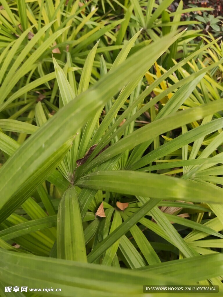 翠绿叶片间的鲜艳果实