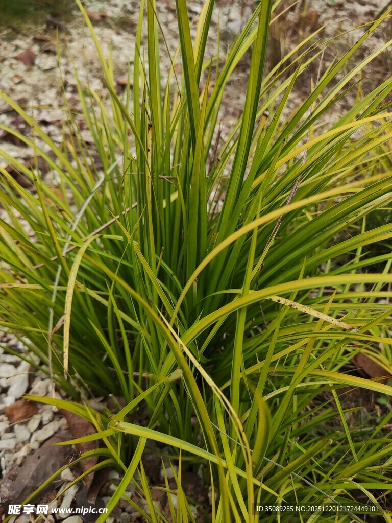 翠绿细长草生机盎然