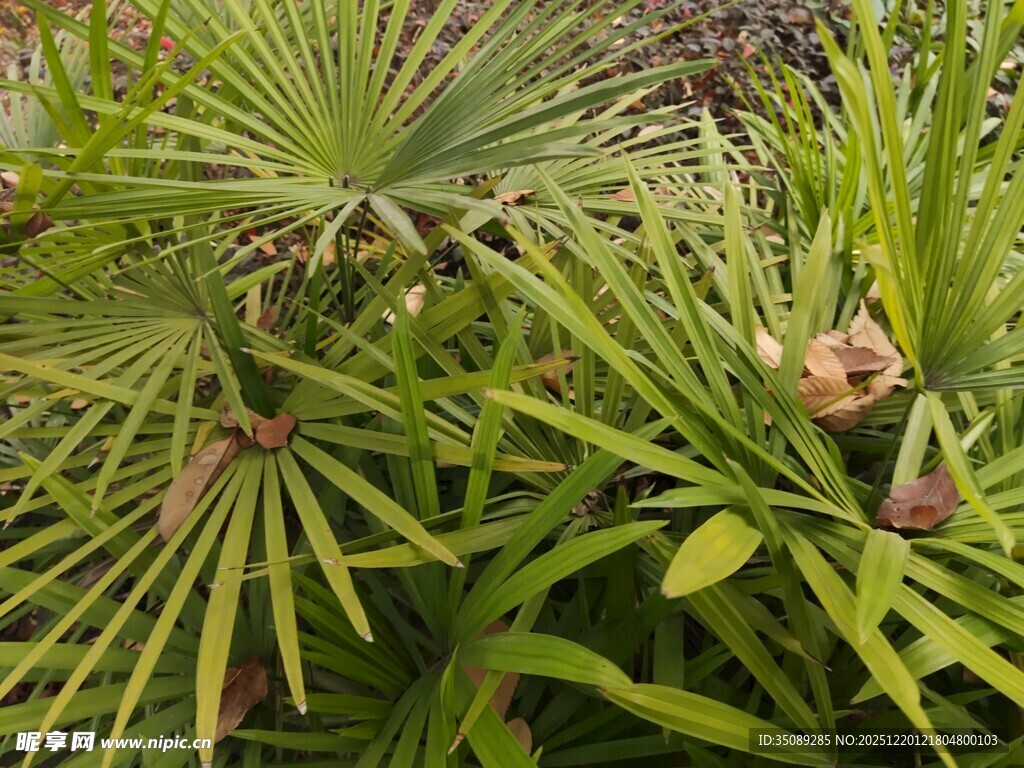 翠绿棕竹植物特写