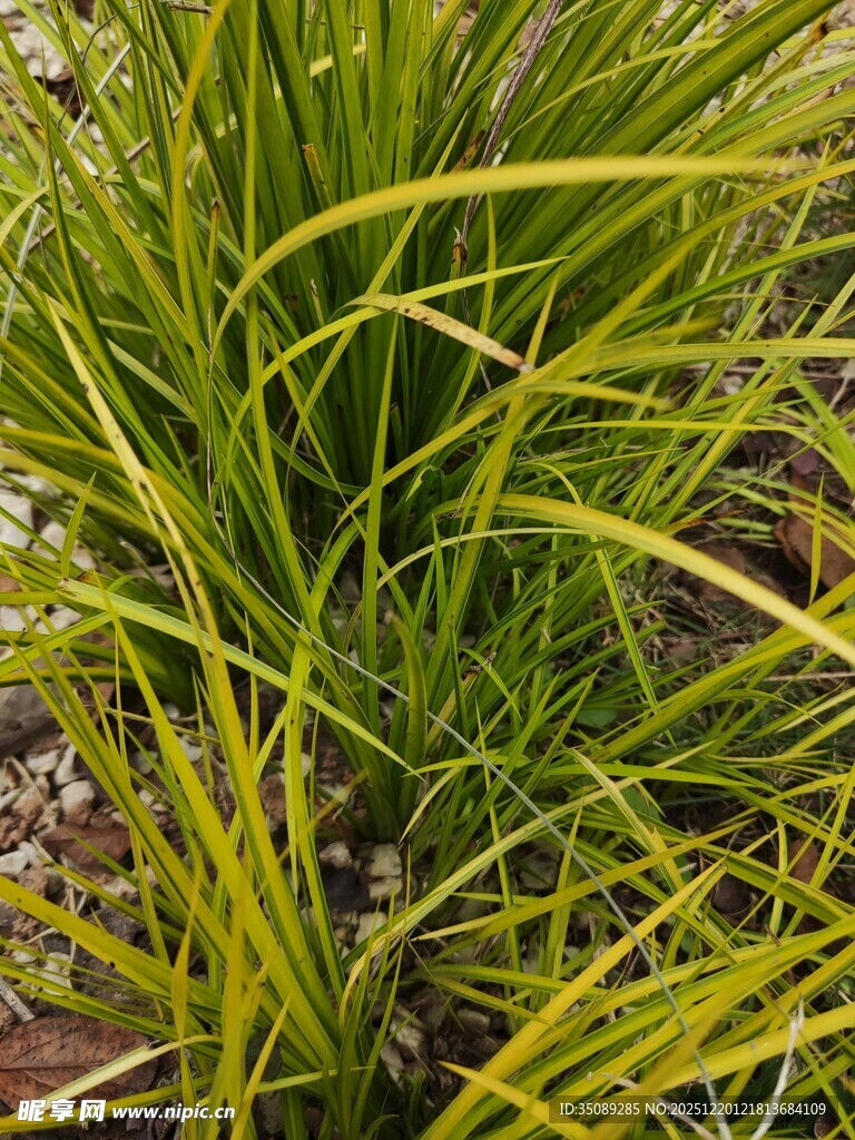 翠绿观赏草生机盎然